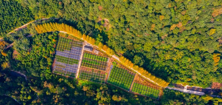 智能林业技术变革:无人机监测在智慧林业中的应用前景_北斗产业资讯平台-千寻位置