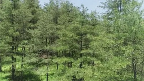 智慧林业:科技赋能森林保护与管理_北斗产业资讯平台-千寻位置